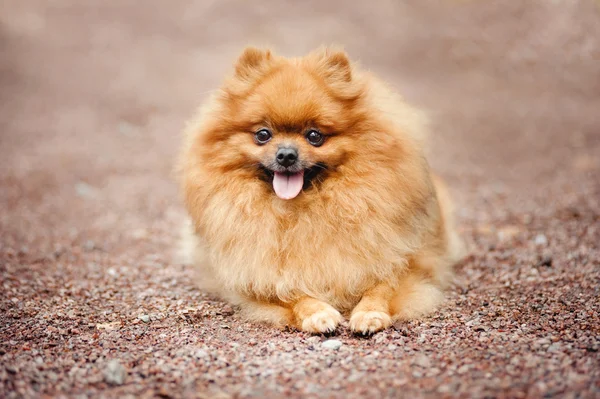 Piccolo cucciolo di Pomerania sdraiato — Foto Stock