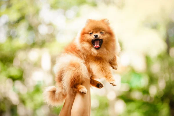 Söt Pomeranian valp gäspar i händerna — Stockfoto