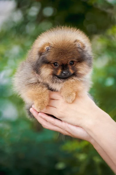 Aranyos Pomerániai kiskutya tartó kezek — Stock Fotó