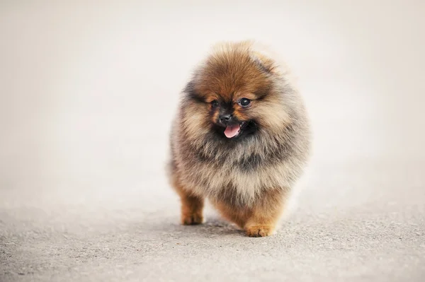 Pomeranian Spitz köpek yürüyüş — Stok fotoğraf