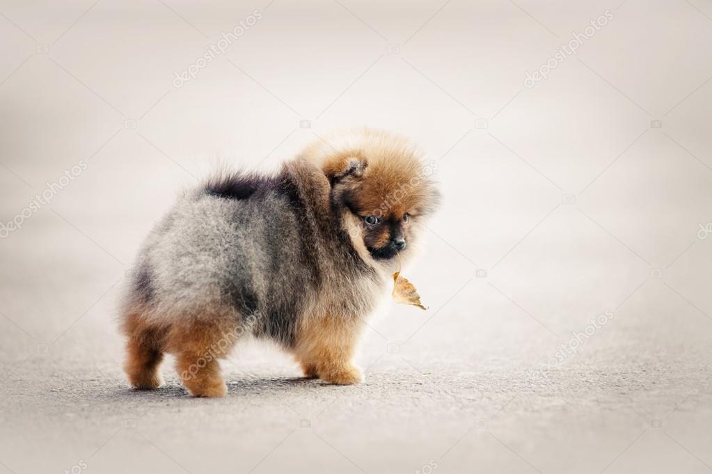Pomeranian Spitz puppy walking