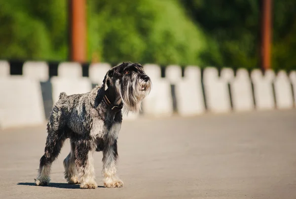 Soñador Schnauzer de pie en el puente —  Fotos de Stock