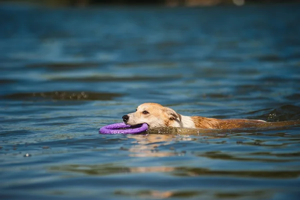 Renrasig röda och vita hunden vila — Stockfoto