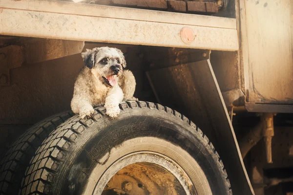 Purebred curly brown dog lying on tire — Stock Photo, Image