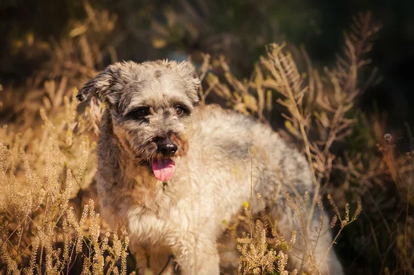 Purebred curly red and white dog in summer — Stock Photo, Image