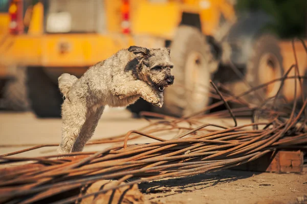 Riccio cane bruno che salta su un cantiere — Foto Stock