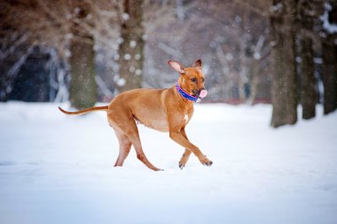 Kışın çalışan güzel Rodezya Ridgeback köpek