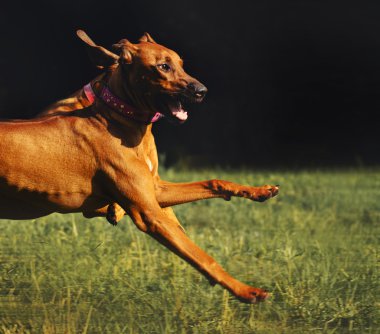 Yaz aylarında çalışan Rodezya Ridgeback köpek