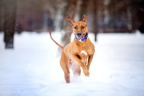 Precioso perro Rhodesian Ridgeback corriendo en invierno — Foto de Stock