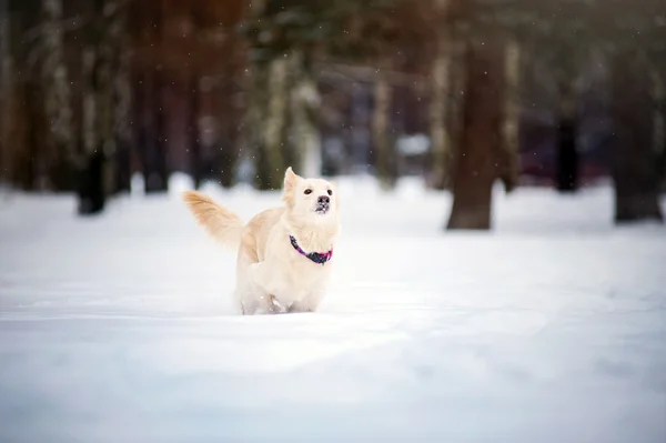 Precioso perro corriendo en invierno — Foto de Stock