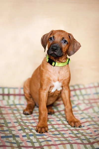 Little Rhodesian Ridgeback puppy at home — Stock Photo, Image