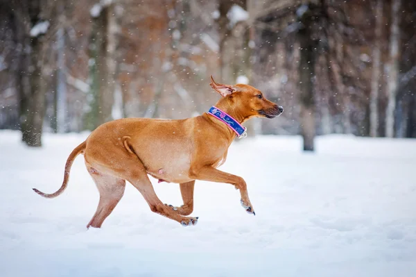 Hübscher Rhodesian Ridgeback Hund läuft im Winter — Stockfoto