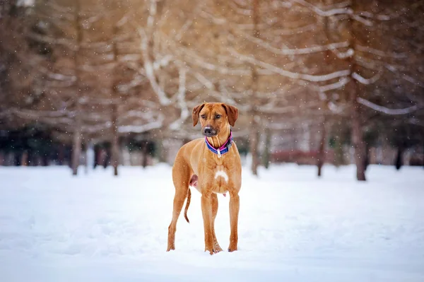 Rodezya Ridgeback kış arka plan üzerinde