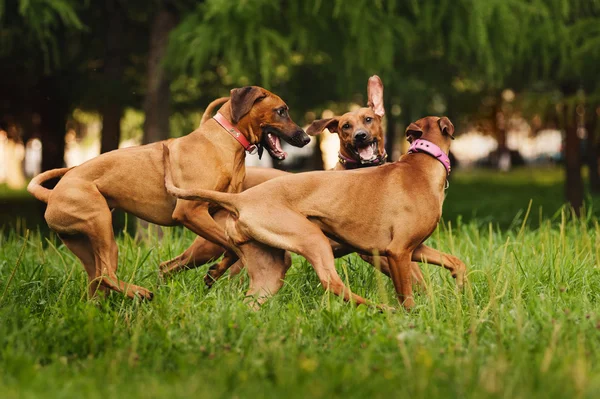 Rhodesian Ridgeback koirat pelaa kesällä — kuvapankkivalokuva