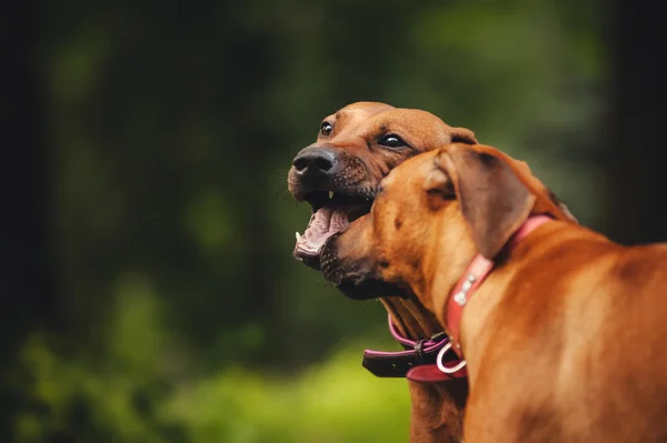 Rhodesian Ridgeback perros jugando en verano —  Fotos de Stock