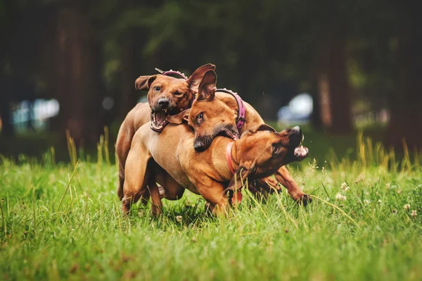 Rhodesian Ridgeback perros jugando en verano —  Fotos de Stock