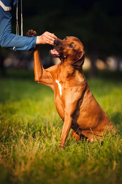 De opleiding van de hond van de Rhodesian Ridgeback — Stockfoto