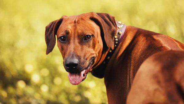 Rhodesian Ridgeback porträtt i höst — Stockfoto