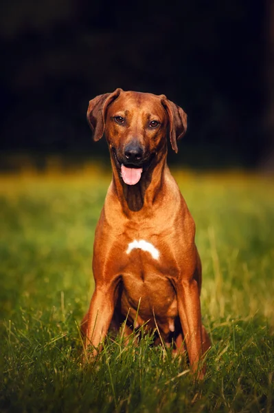 Rhodéský Ridgeback sedět na trávě — Stock fotografie