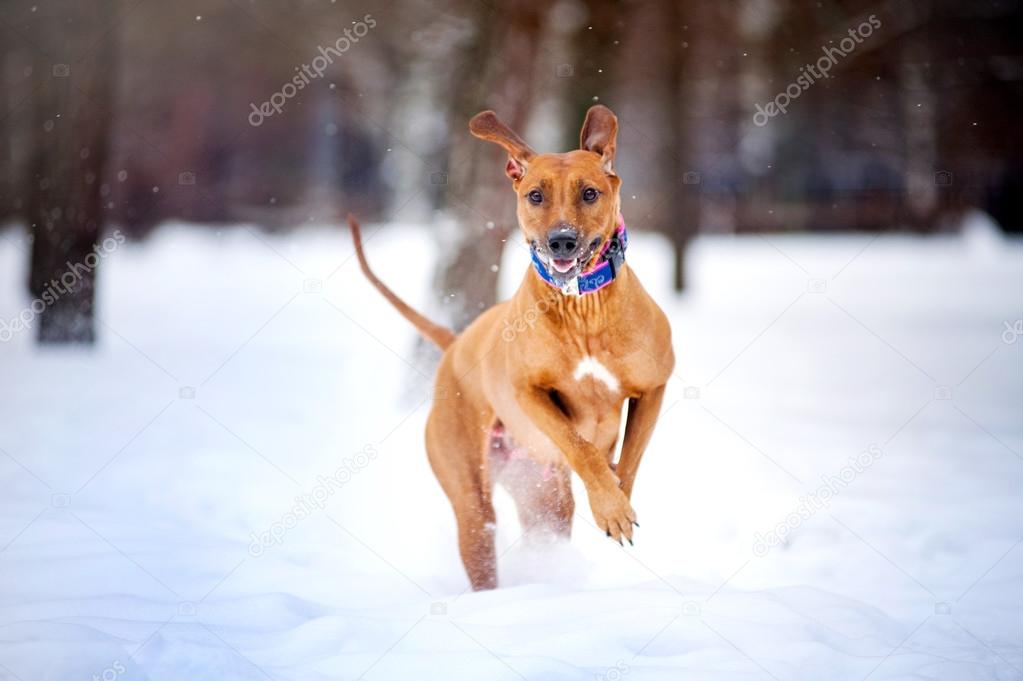 Lovely Rhodesian Ridgeback dog running in winter