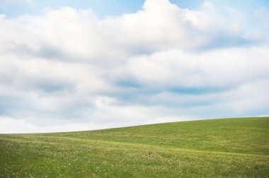 Küçük köpek bir çayırda
