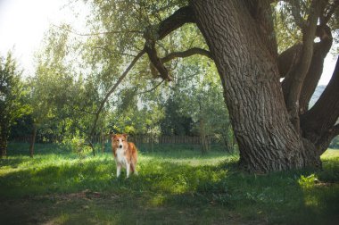 Arka bahçede yürüyen kırmızı kenar kömür ocağı köpek