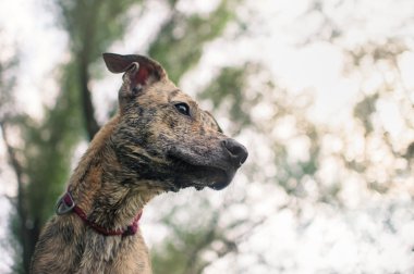 karışık doğurmak köpek, portre kapatın 