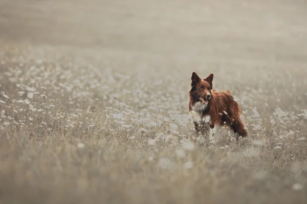Collie frontière rouge chien dans une prairie — Photo
