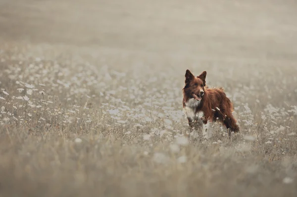 Red border collie dog in a meadow — Stock Photo, Image