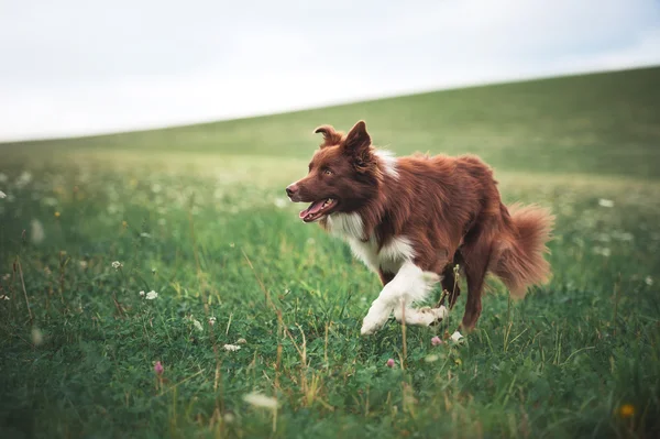 Red border collie dog running in a meadow — Stock Photo, Image