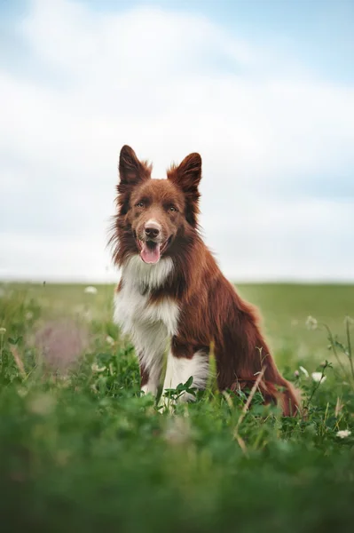 Anjing merah perbatasan collie duduk di padang rumput — Stok Foto