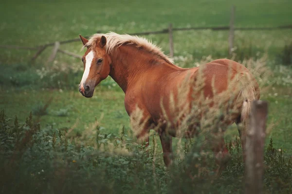 Horse in the paddock — Stock Photo, Image