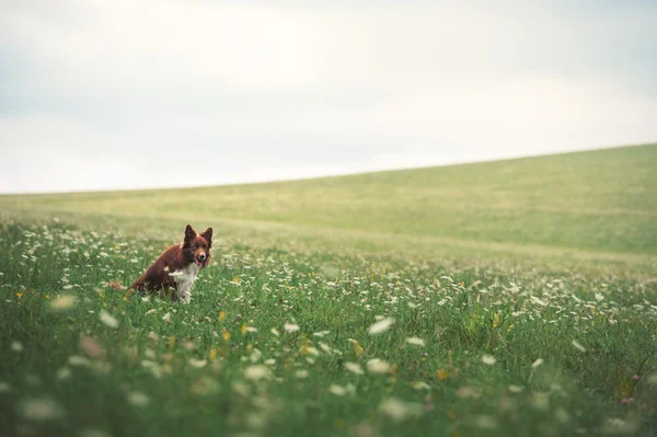 Czerwony border collie pies siedzi w łące — Zdjęcie stockowe