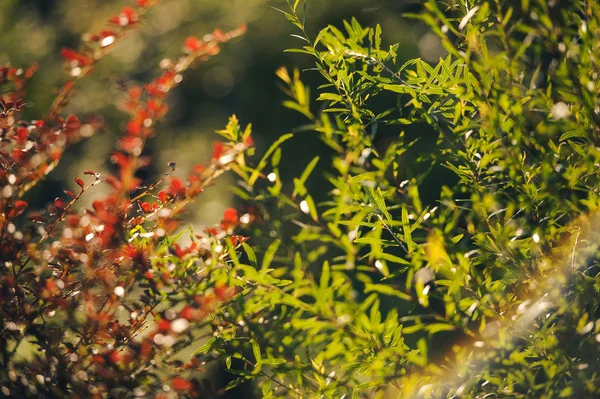 Green and red leaves in the sunlight with rainbow — Stock Photo, Image