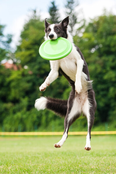 Border collie dog catching frisbee in jump