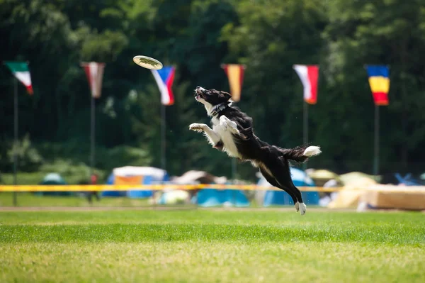 Gränsen collie hund fånga frisbee i hopp — Stockfoto