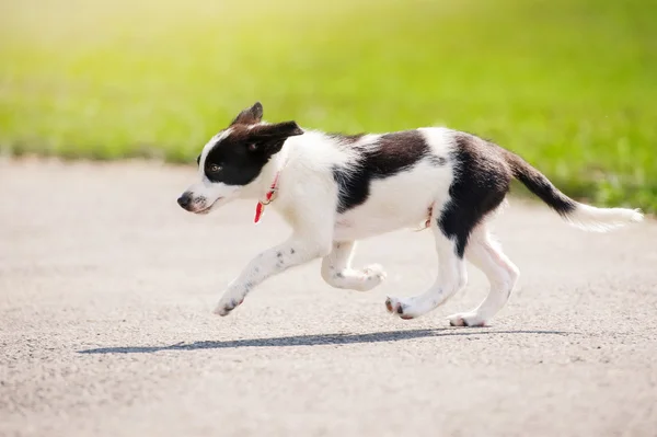 Çalışan köpek yavrusu kenar kömür ocağı — Stok fotoğraf