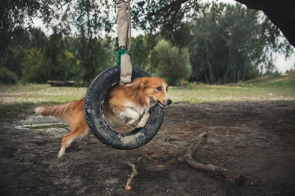 Červený pes Border kolie skákání přes pneumatiky — Stock fotografie