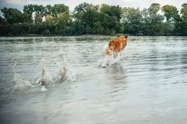 Perro corriendo en el agua, salpicadura — Foto de Stock