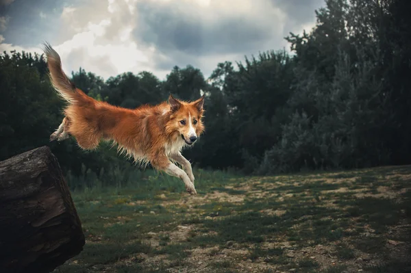 Κόκκινο σύνορα ποιμενικού σκύλου σκύλος, πηδώντας από ένα αρχείο καταγραφής στο σκοτεινό δάσος — Φωτογραφία Αρχείου