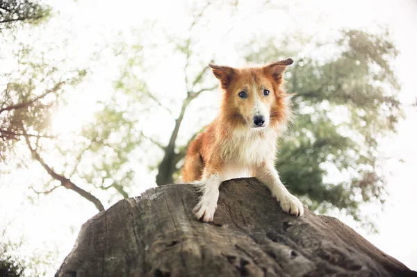 Roter Border Collie Hund liegt auf einem Baumstamm — Stockfoto