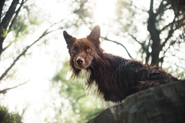 Rojo frontera collie perro sentado en un registro — Foto de Stock