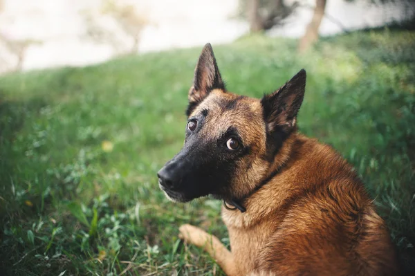 Belgischer Schäferhund, Portrait — Stockfoto