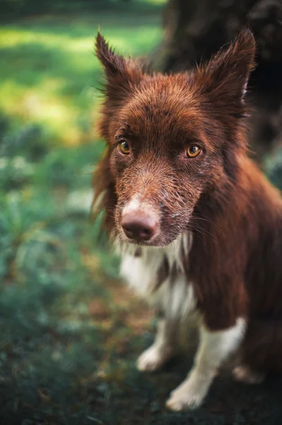 Röd kant kolgruvan hund, stående nära — Stockfoto