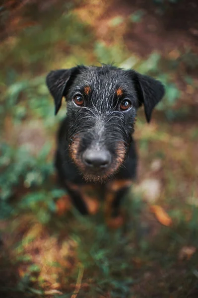 Cão terrier preto, retrato perto — Fotografia de Stock