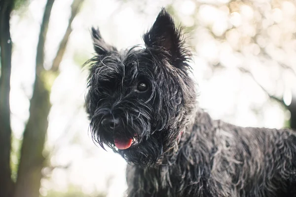 Cairn Terrier cão, retrato perto — Fotografia de Stock