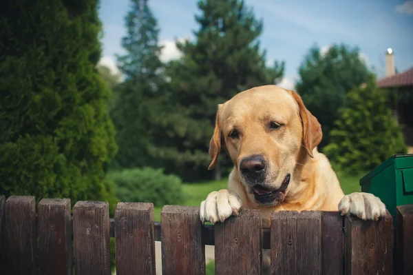 Лабрадорская собака подглядывает из-за забора — стоковое фото