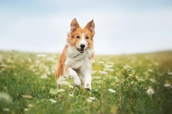 Красная пограничная колли-собака бежит по лугу Стоковое Фото