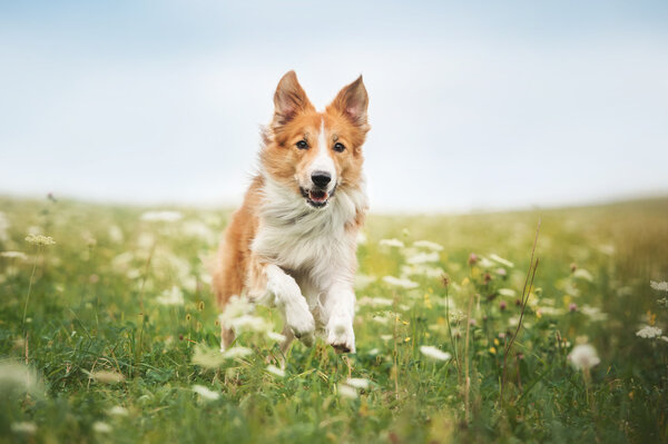 Red border collie dog running in a meadow Royalty Free Stock Images