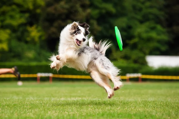 Пограничная колли-собака ловит фрисби в прыжке Лицензионные Стоковые Фото